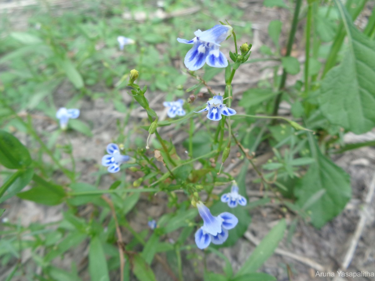 Lindernia hyssopioides (L.) Haines